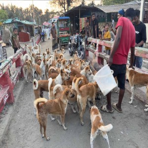 Animal Rescue & Welfare